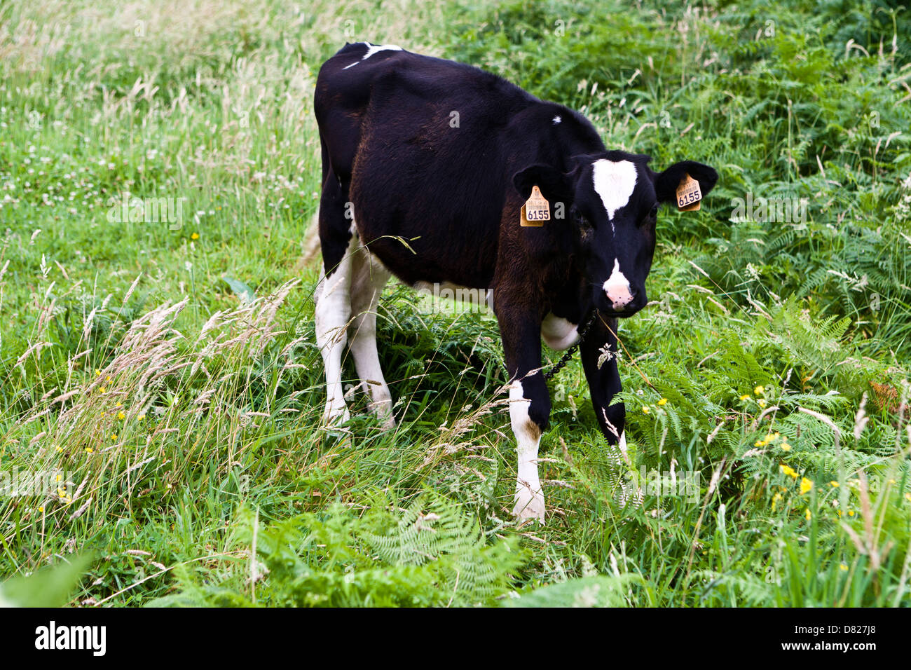 Bovini, Azzorre Portogallo Foto Stock