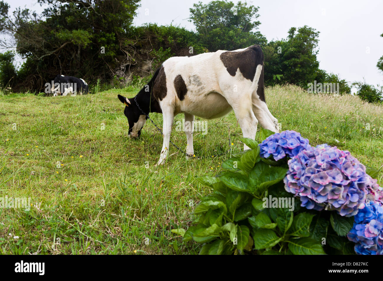 Mangiare bovino, Azzorre Portogallo Foto Stock