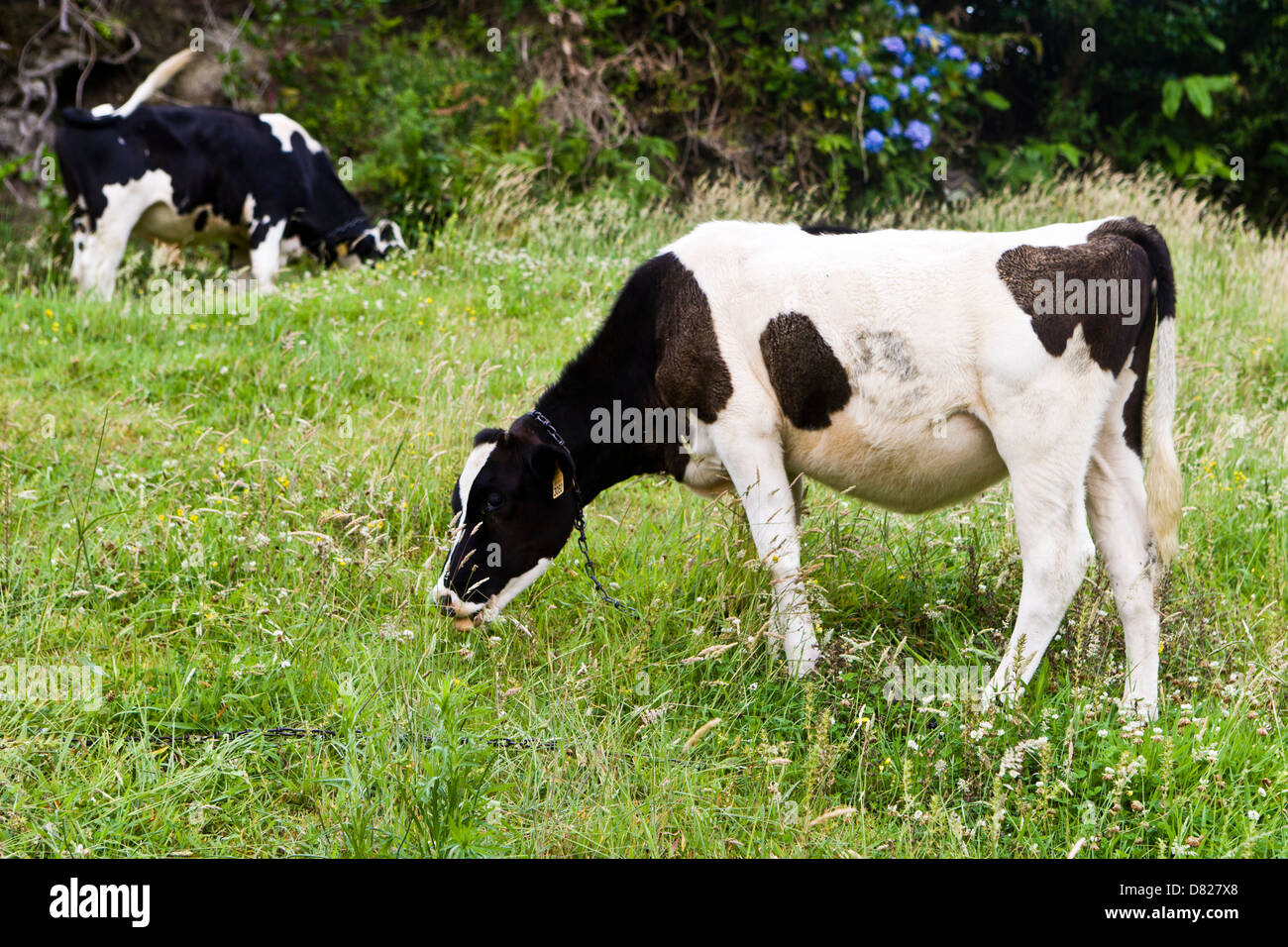 Giovani bovini di mangiare, Sao Miguel Azzorre Portogallo Foto Stock