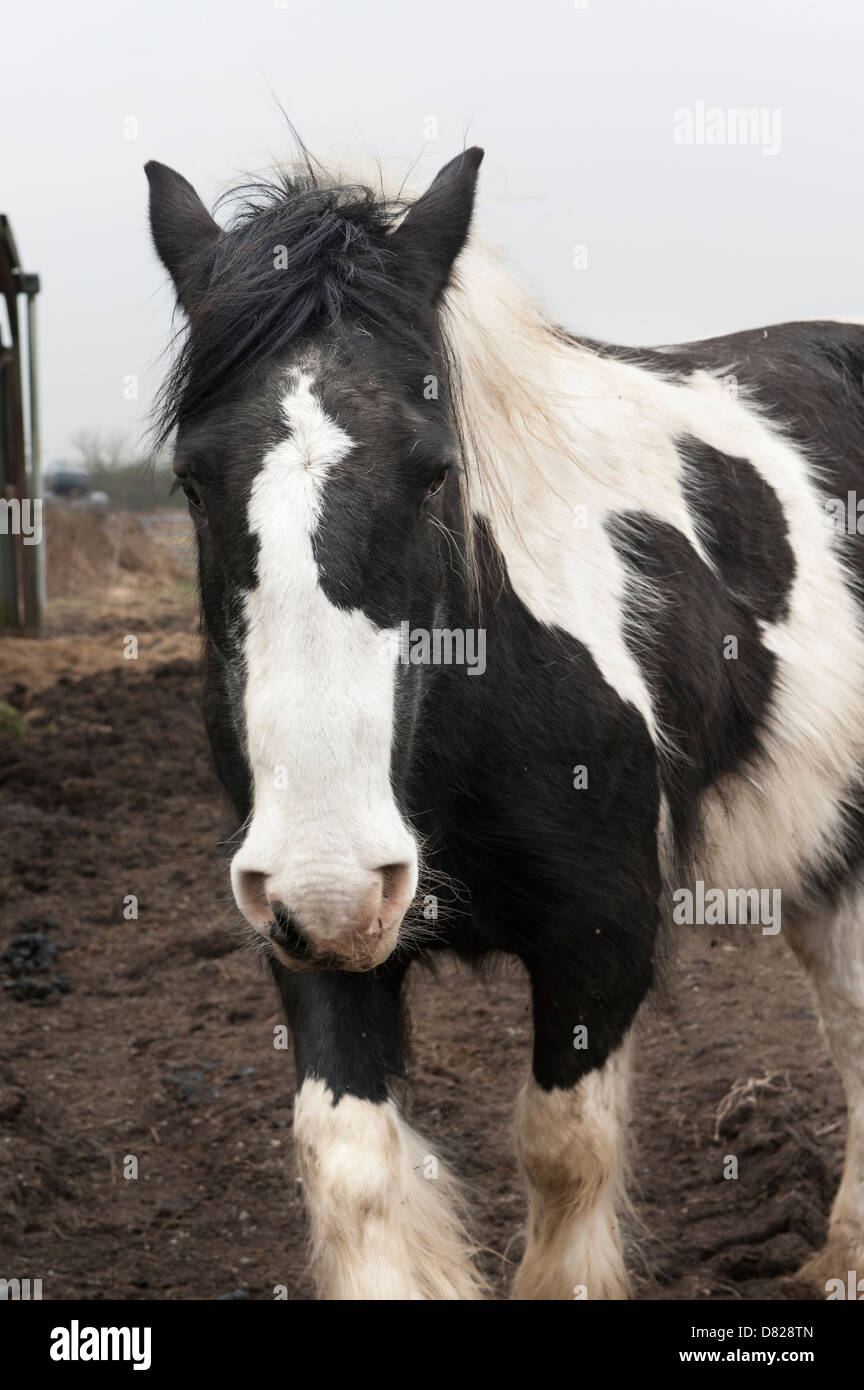 Bianco e nero cob cavallo in Fattoria nella campagna inglese. Foto Stock
