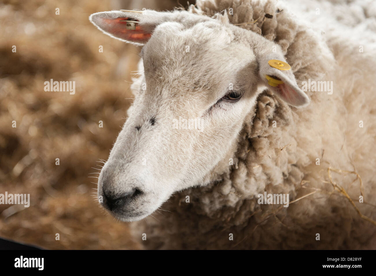 Raro llyed pecora di razza ovina nel fienile, famosa per la sua carne e lana Foto Stock