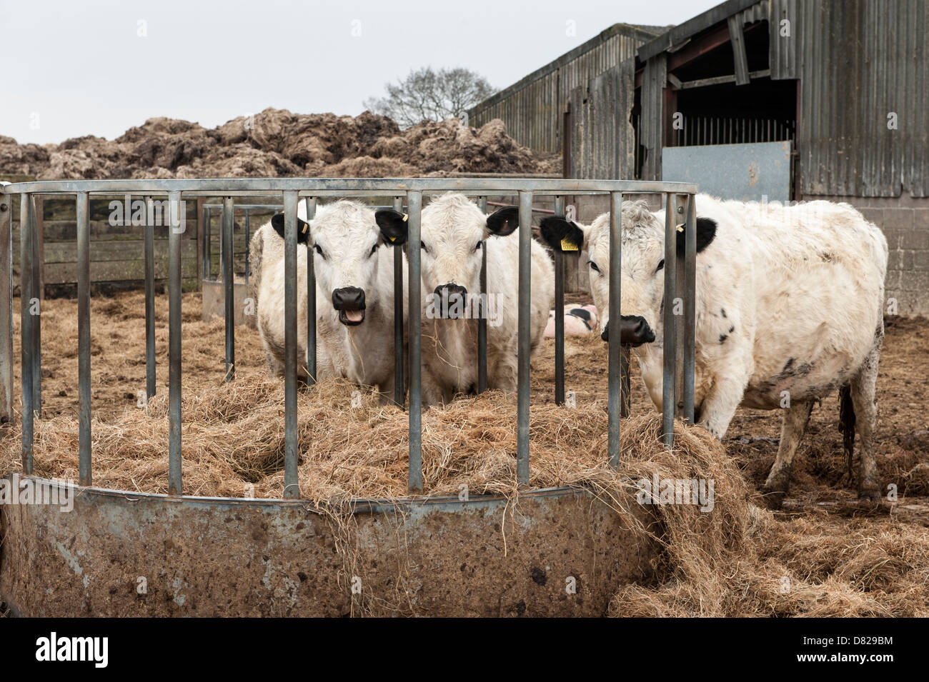 Fattoria Vowley, Royal Wootton Bassett, Wilshire, British bianchi, bianco mucche mangiano fieno nel paddock di fattoria Foto Stock
