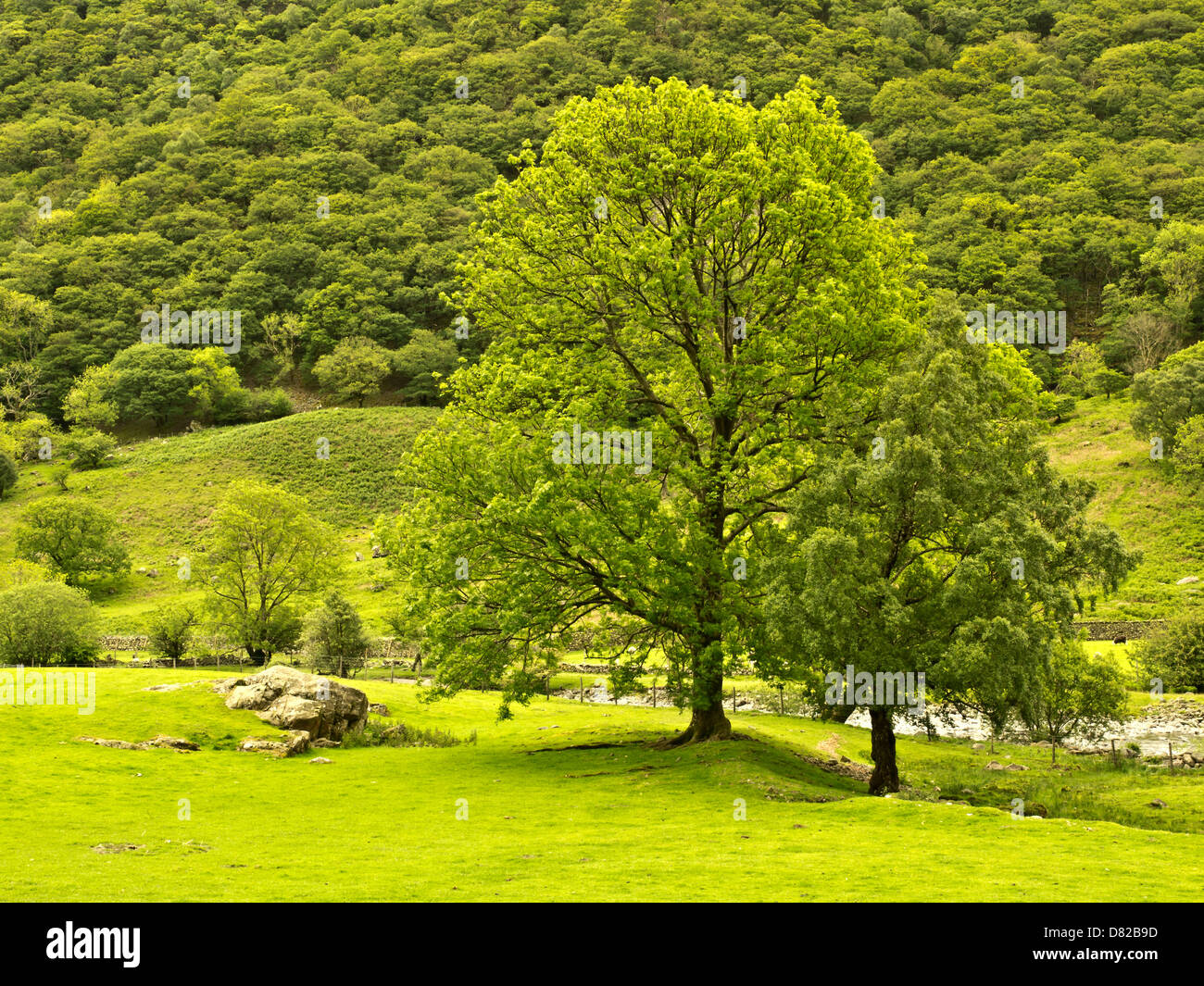 Immagine orizzontale con due alberi di Nizza piacevole giornata estiva in Stonewaite, Lake District. Foto Stock