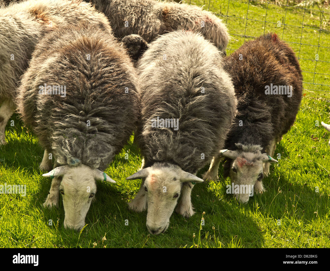 Tre pecore alimentazione su erba verde prestito a Stonewaite, Lake District, Cumbria, Regno Unito Foto Stock