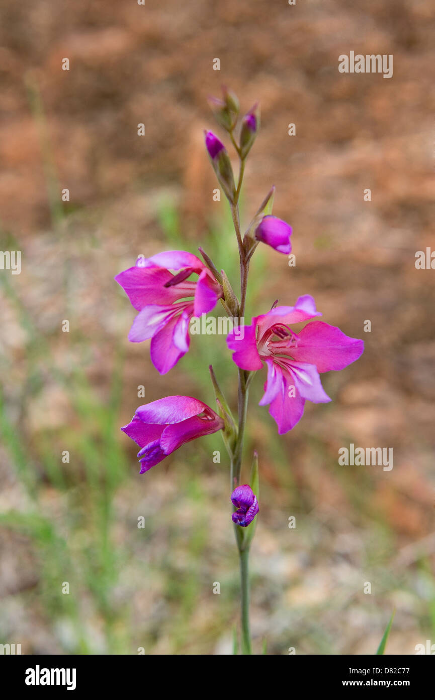 Wild Gladiolus (Gladiolus illyricus) fiori vicino Marmalete Aljezur Costa Vicentina Parco Naturale Algarve Portogallo mediterraneo Foto Stock