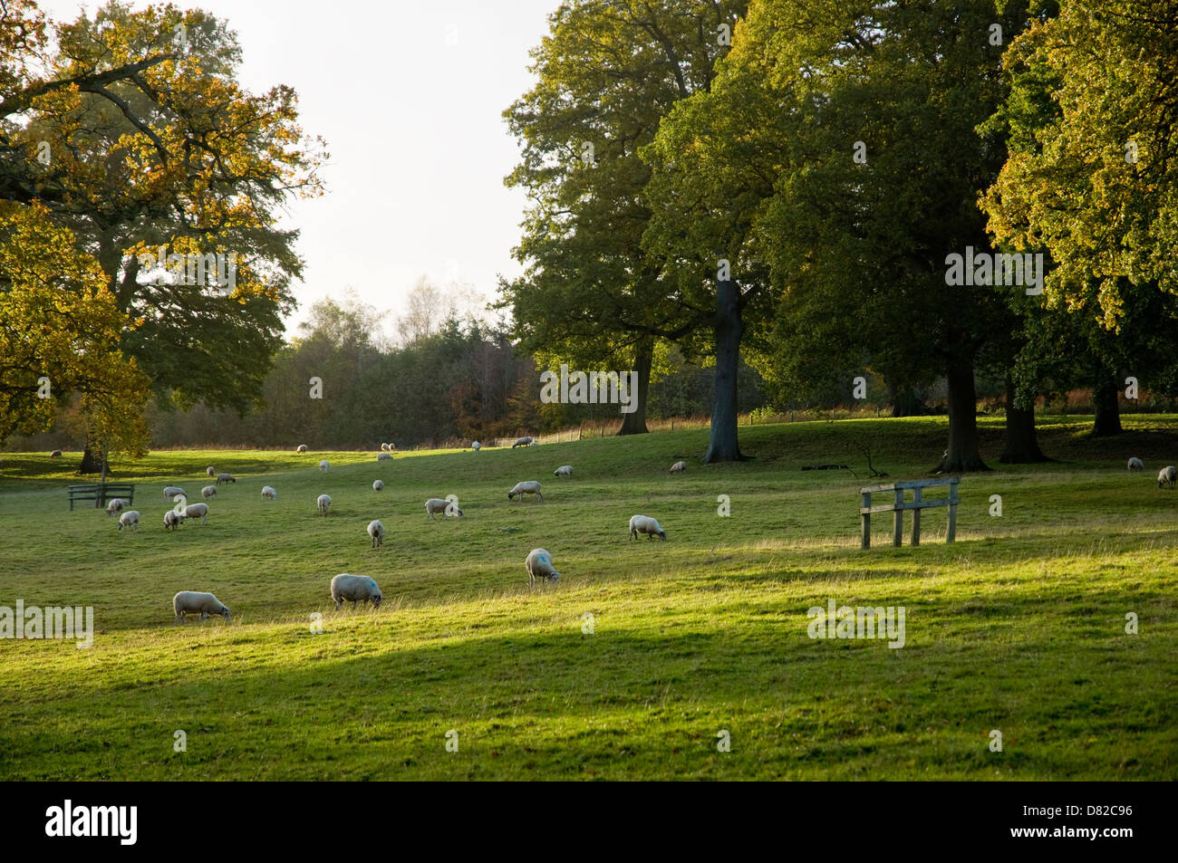 Pecore al pascolo in un paesaggio inglese - la luce di fading alla fine della giornata - una scena pastorale. Regno Unito Foto Stock