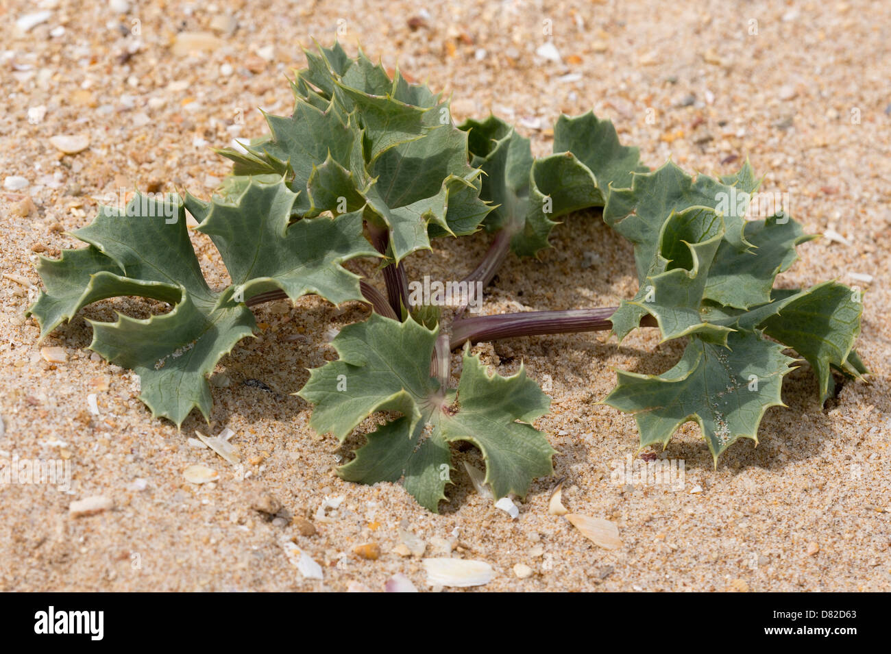 L'eringio (Eryngium maritimum) cresce sulle dune Alvor Algarve Portogallo Europa Mediterranea Foto Stock