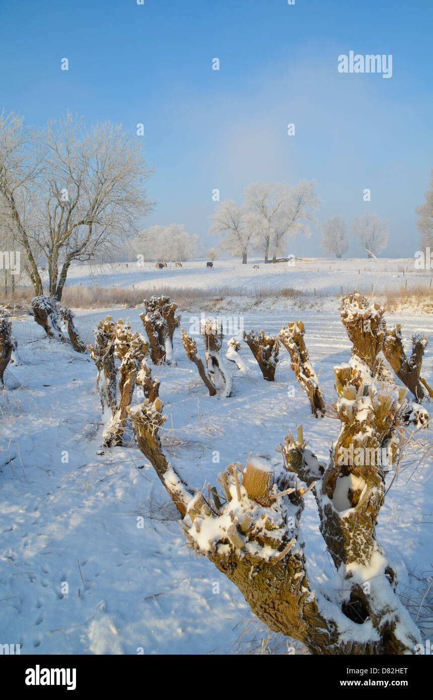 Alberi in inverno olandese Foto Stock