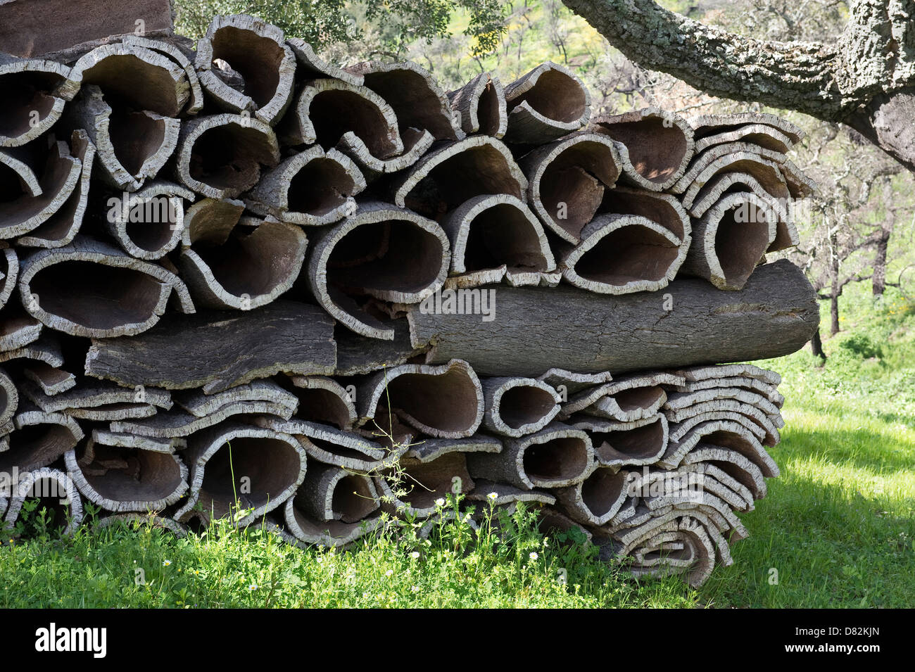 Quercia da sughero (Quercus suber) raccolte corteccia Parizes São Brás de Alportel Algarve Portogallo Europa Mediterranea Foto Stock