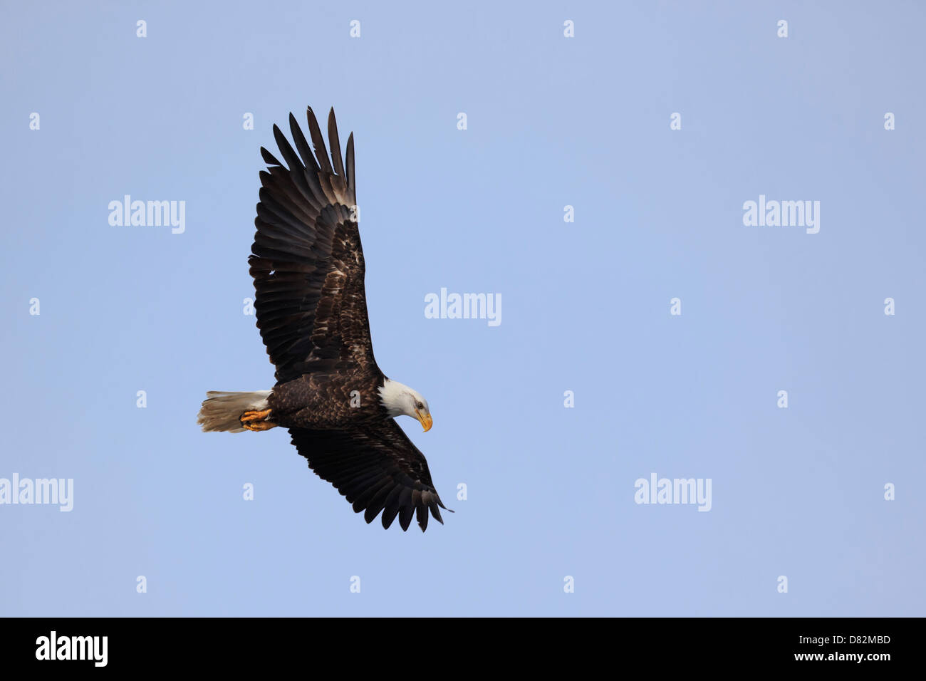 Aquila calva caccia (Haliaeetus leucocephalus). Foto Stock