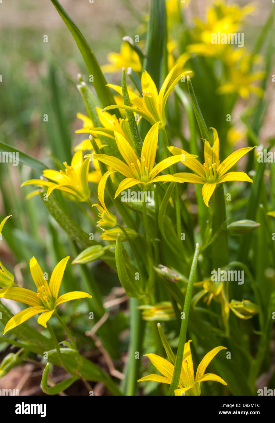 Minimi Gagea fiore di primavera Foto Stock
