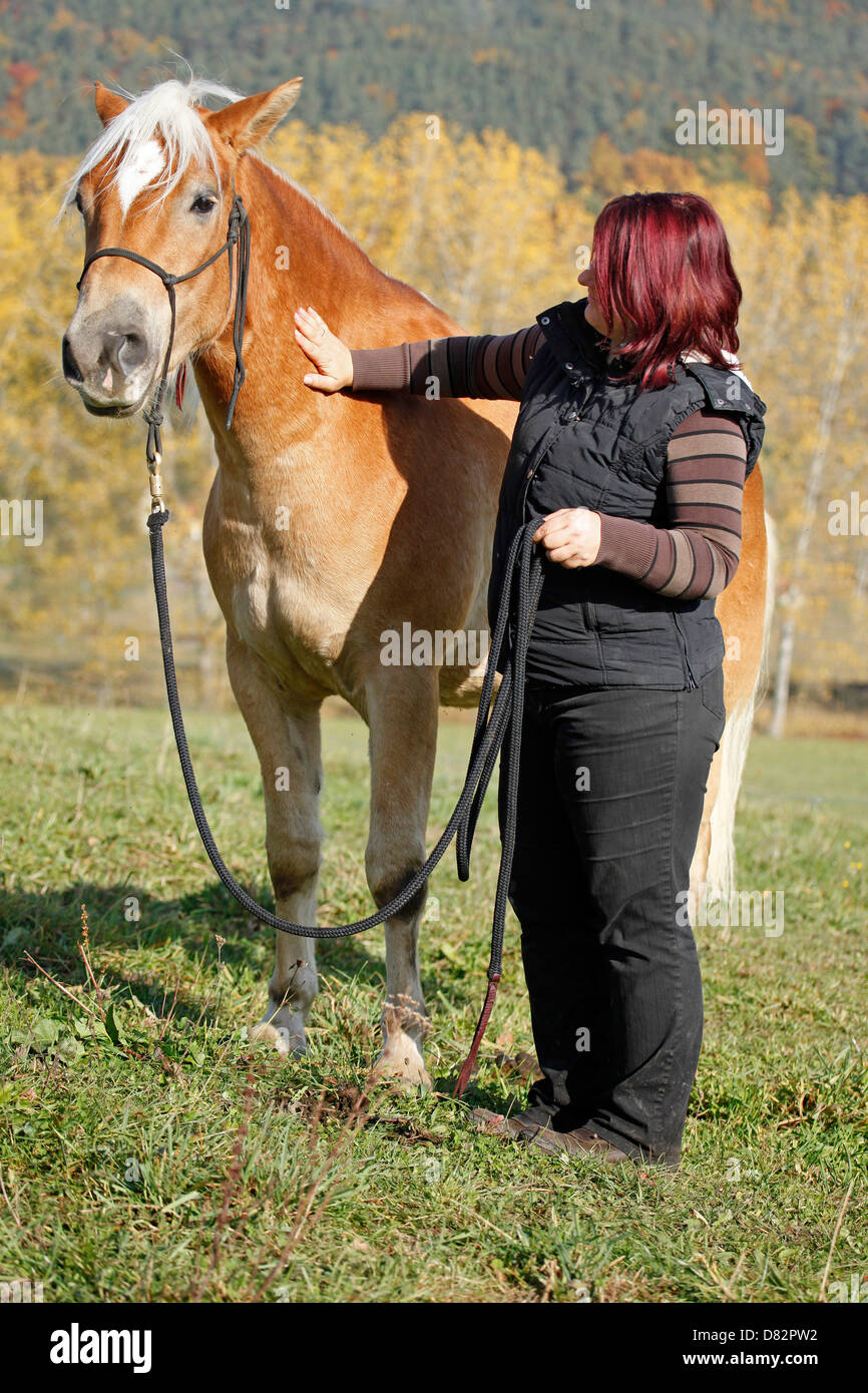 Donna con cavalli di razza Haflinger Foto Stock