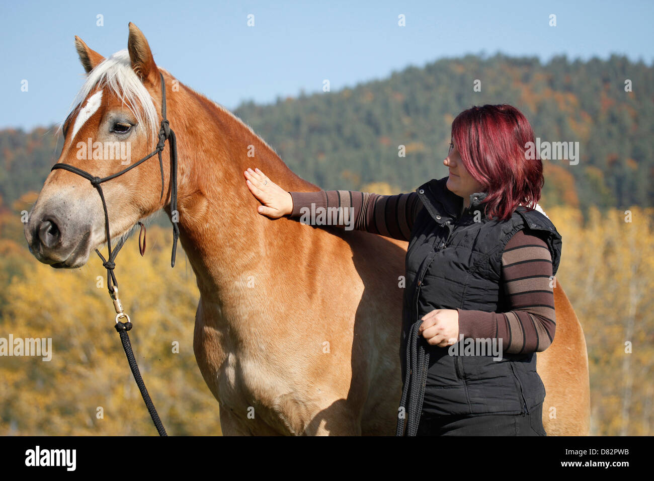 Donna con cavalli di razza Haflinger Foto Stock