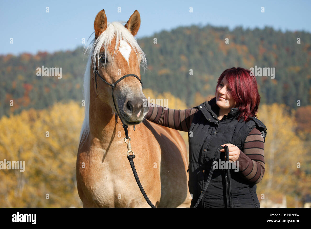 Donna con cavalli di razza Haflinger Foto Stock