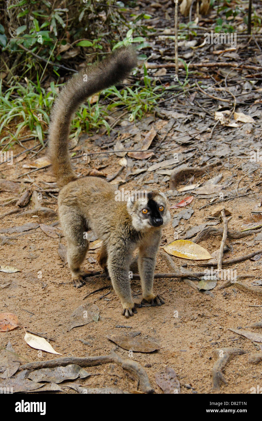 Rosso fiammante lemure marrone, lemuri Isola, Andasibe, Madagascar Foto Stock