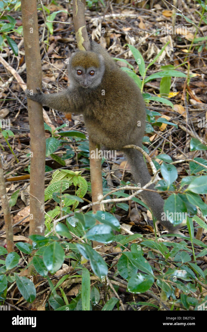 Grigio lemure di bambù, lemuri Isola, Andasibe, Madagascar Foto Stock