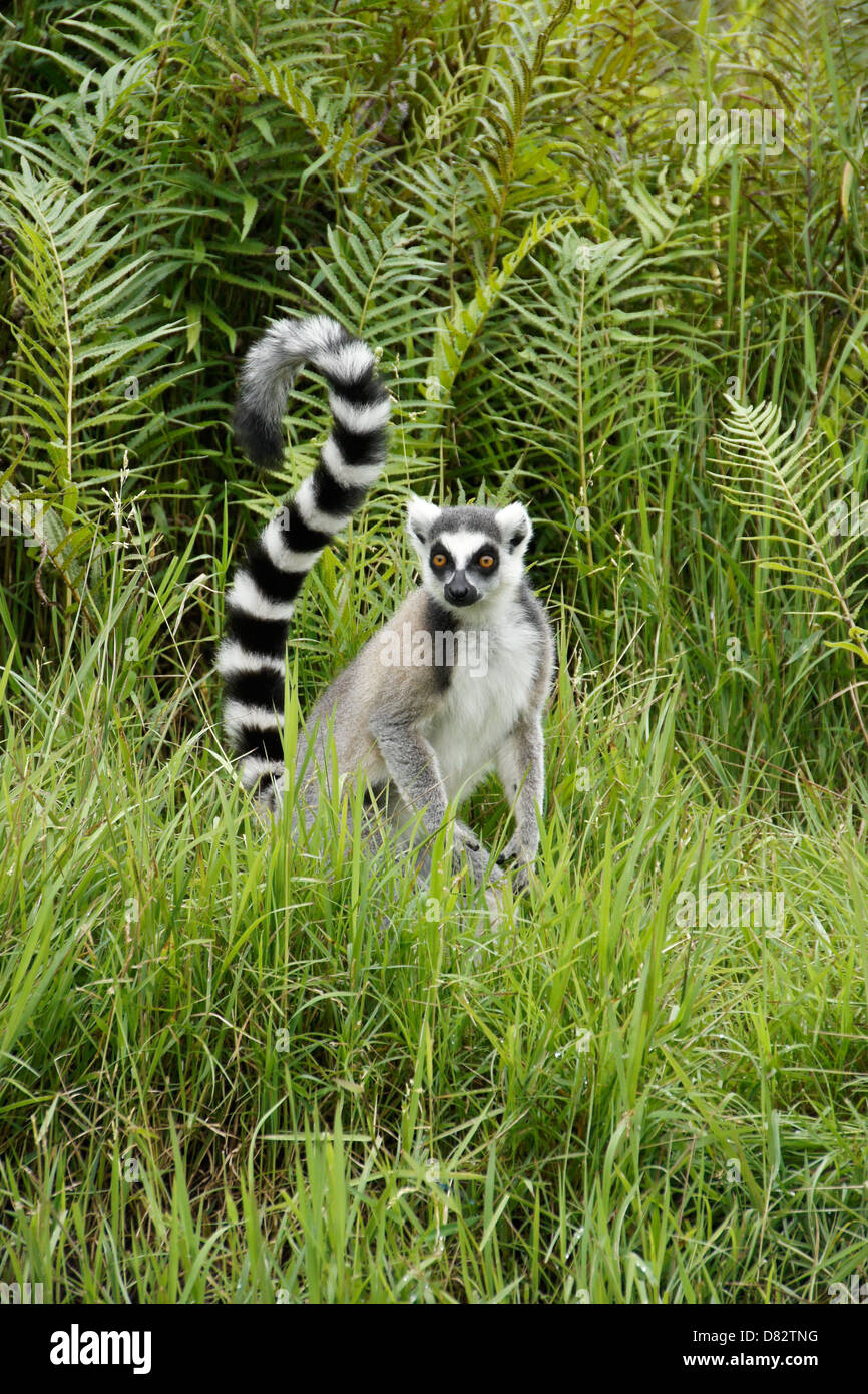 Anello-tailed lemur, lemuri Isola, Andasibe, Madagascar Foto Stock