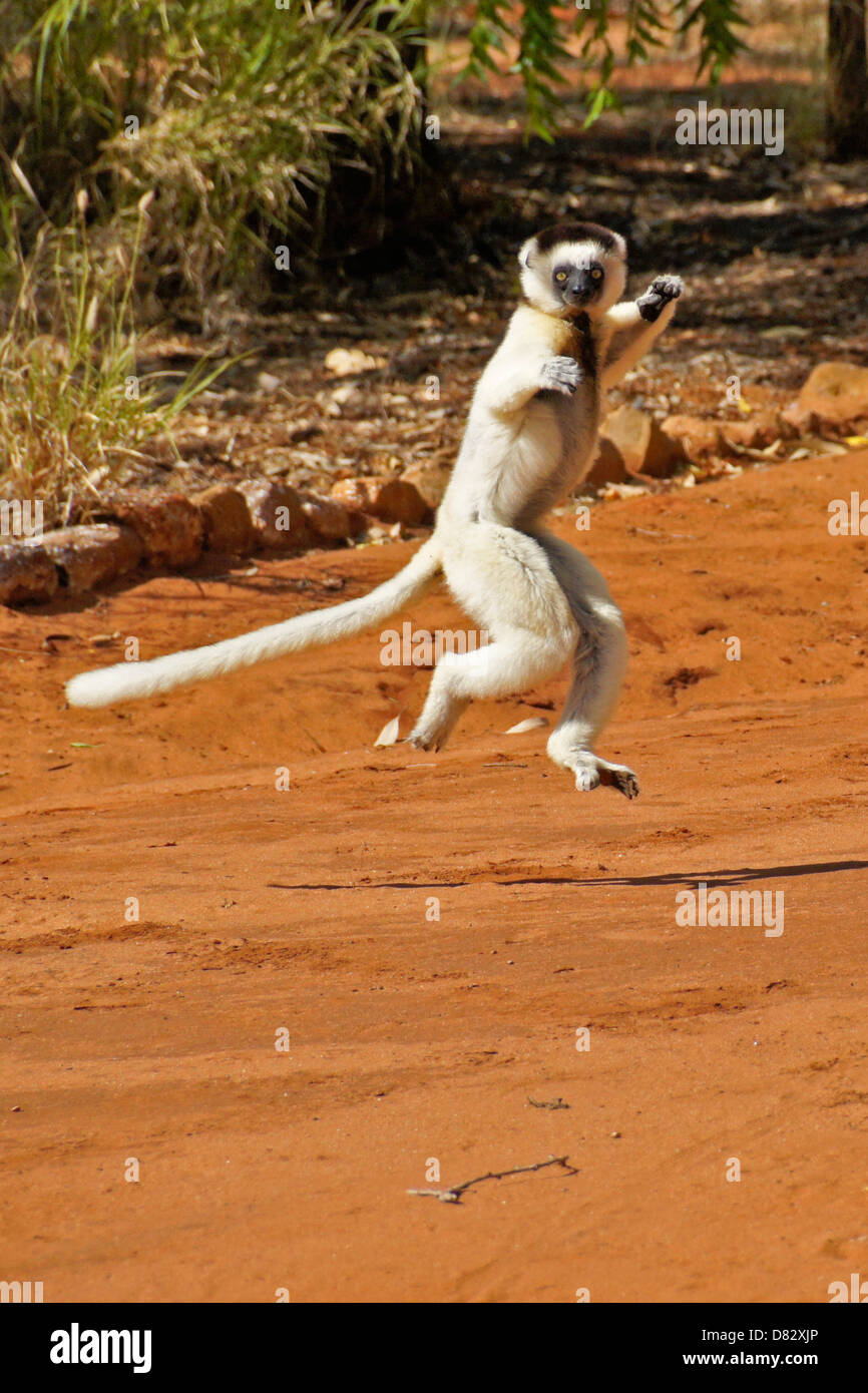 La Verreaux sifaka 'dancing,' riserva Berenty, Madagascar Foto Stock