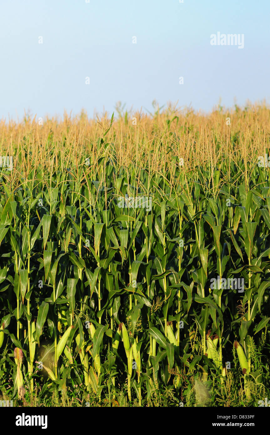 Cornfield con coppia di stocchi di mais contro un cielo blu Foto Stock