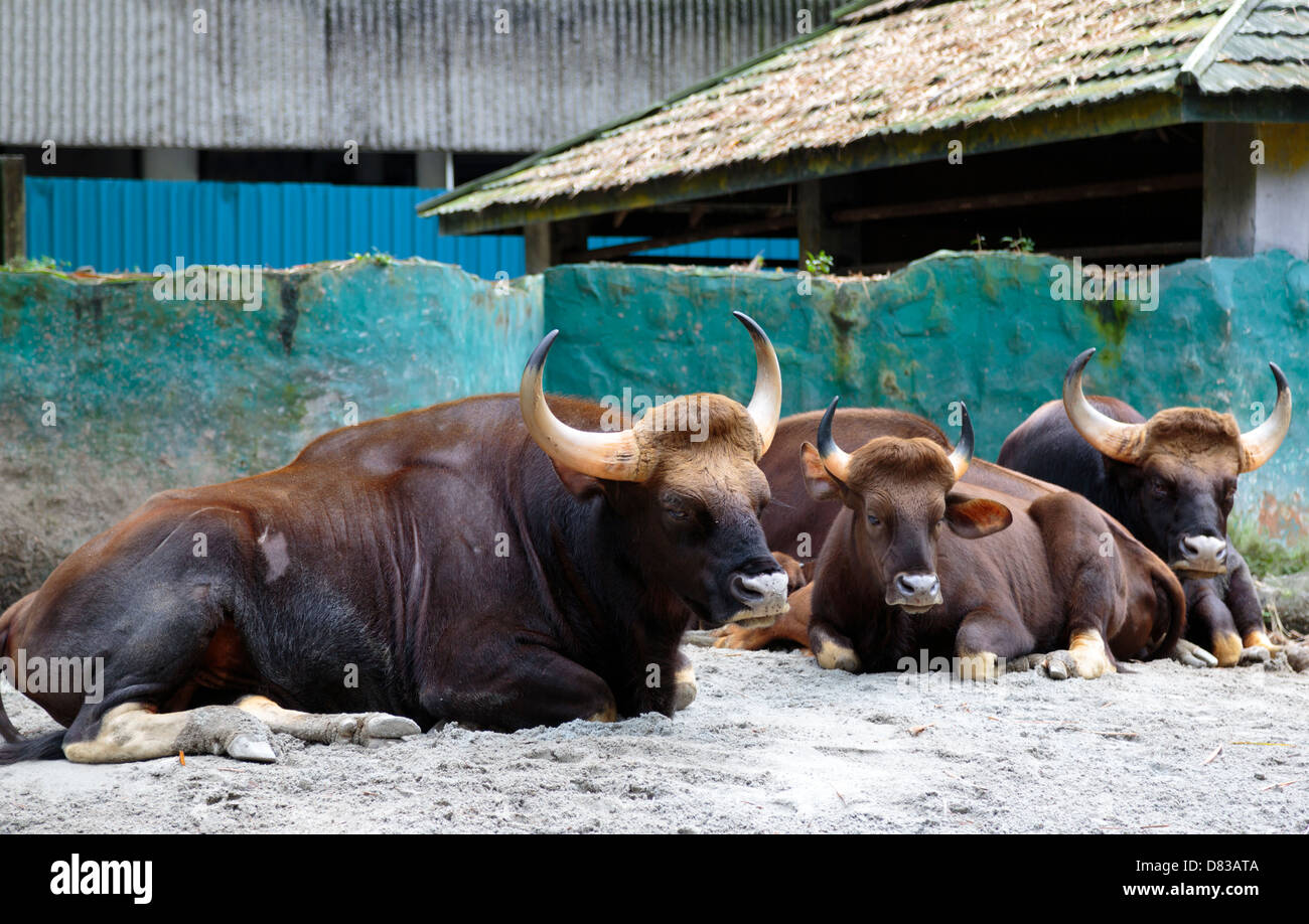 Bufali d'acqua allo Zoo Negara, lo Zoo Nazionale della Malesia Foto Stock