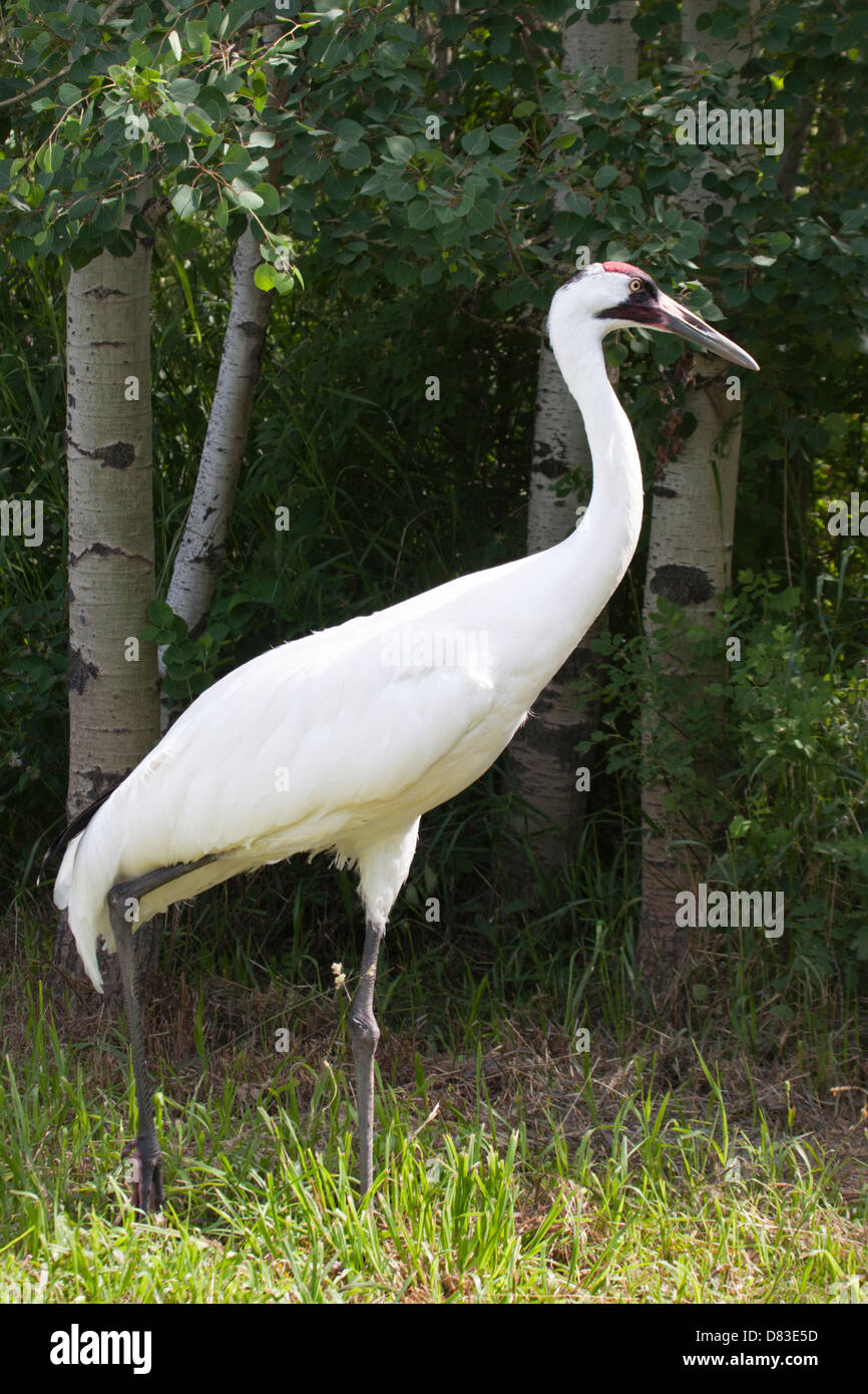 Gru di whooping (Grus americana) nel parco aspen di Canadian Wilds mostra allo zoo di Calgary, parte del programma di allevamento di specie in via di estinzione Foto Stock