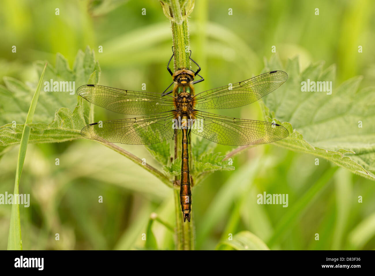 Un Downey Emerald dragonfly siede su un gambo di ortica come si riscalda il suo volo i muscoli della debole luce del sole di primavera Foto Stock