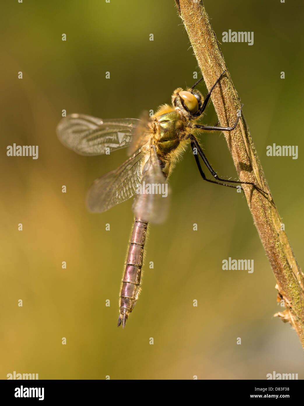 Un immaturo Downey Emerald dragonfly pende da un ramoscello come matura nel sole di primavera. Foto Stock
