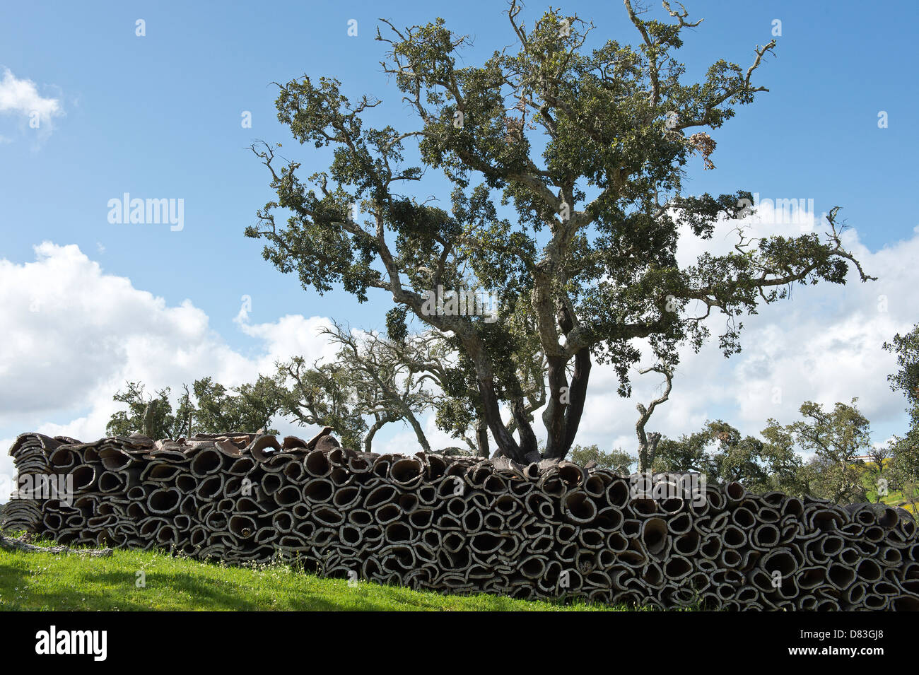 Quercia da sughero (Quercus suber) con corteccia raccolte Parizes São Brás de Alportel Algarve Portogallo Europa Mediterranea Foto Stock