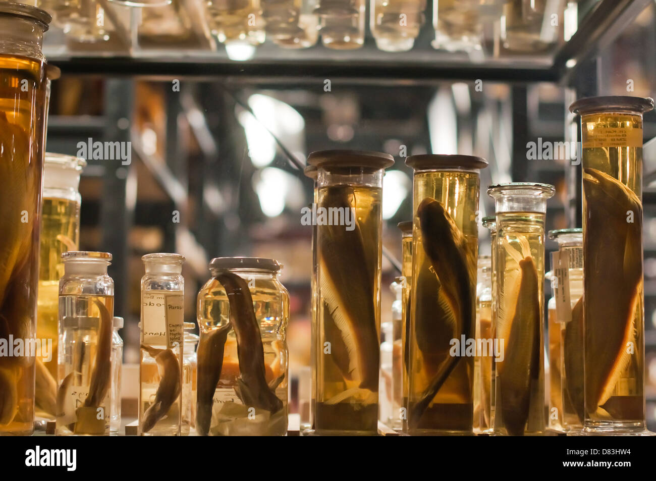 Esemplari di pesce, conservati in vasetti lungo con etanolo alla loro conservazione Foto Stock