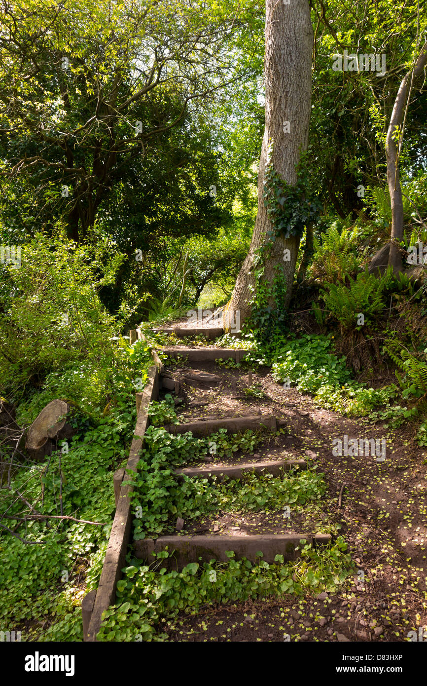 Gradini in legno che conduce una banca fangoso lungo un sentiero natura. Foto Stock