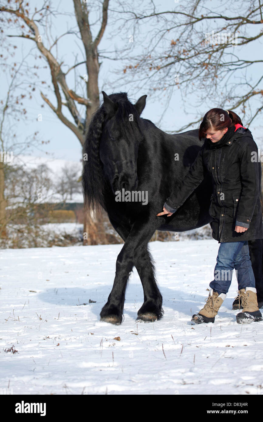 Donna e Frisone cavallo Foto Stock