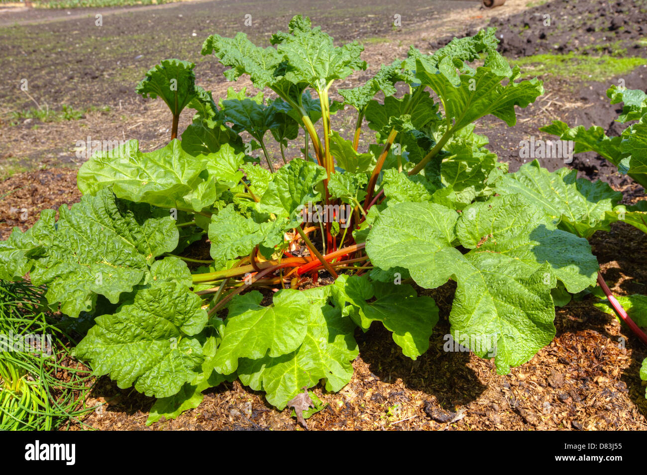 Grande rosso rabarbaro (Rheum rhabarbarum) crescente in un orto. Foto Stock