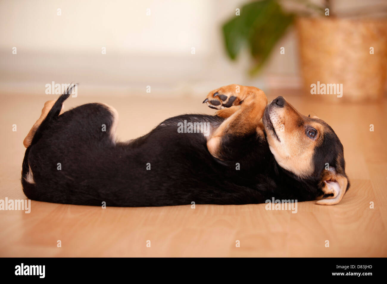 menzogne del cucciolo Foto Stock