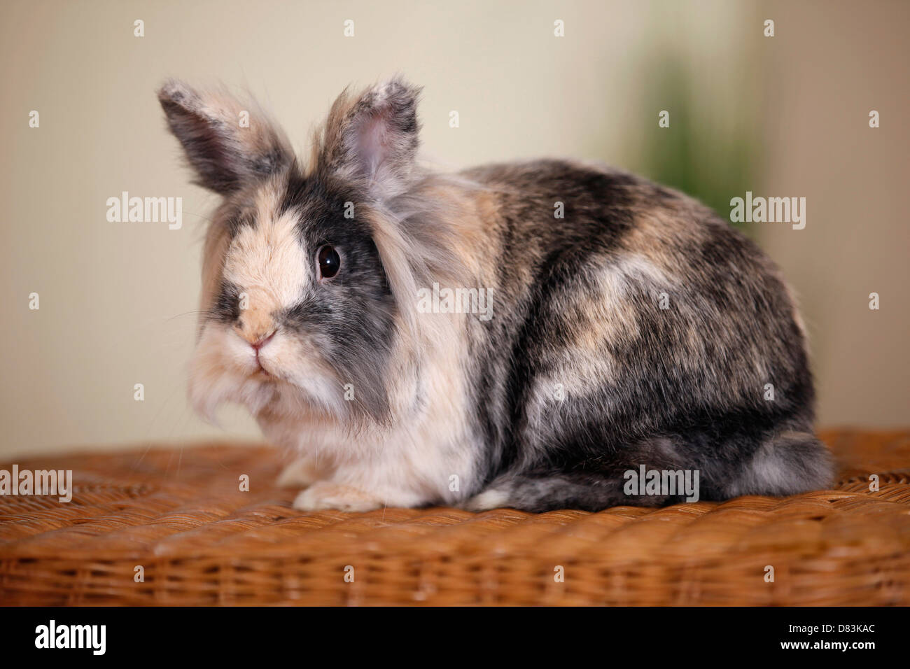 Lion-coniglio con testa Foto Stock