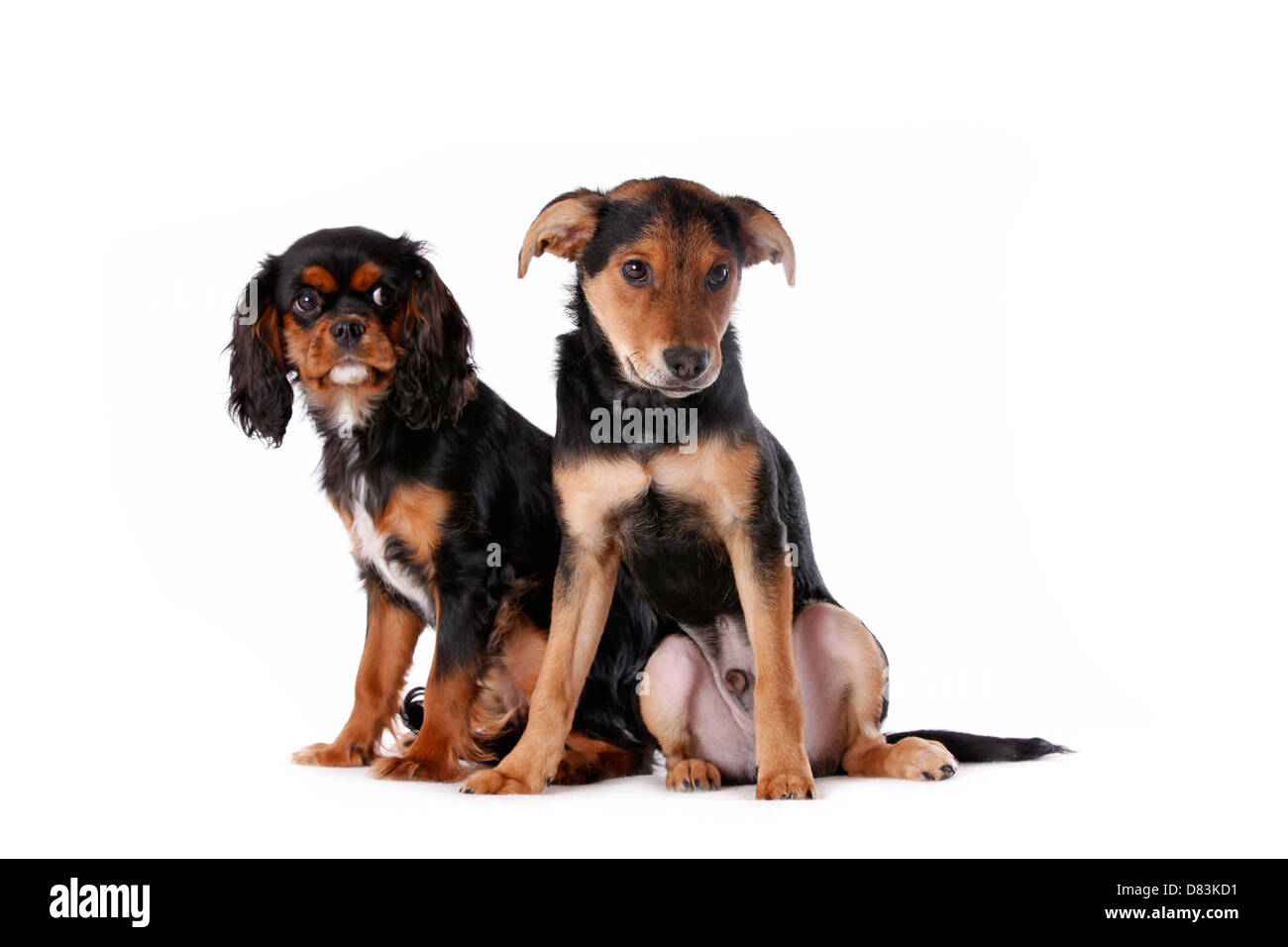 Cani Foto Stock