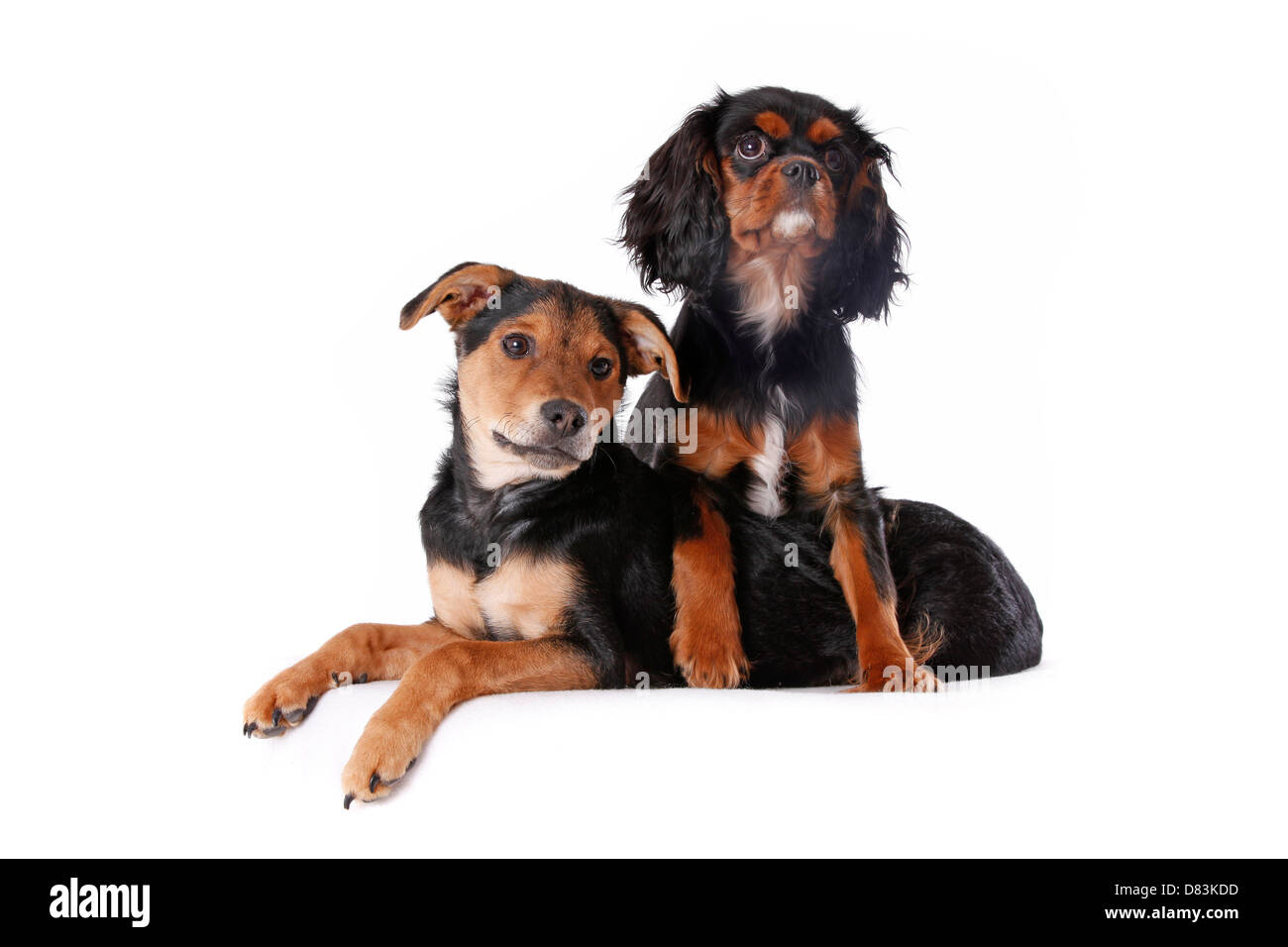 Cani Foto Stock