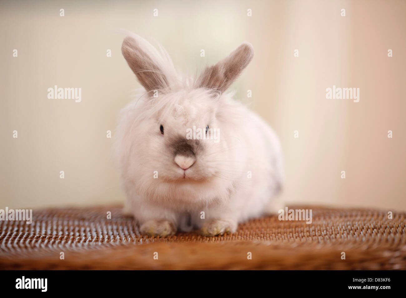 Lion-coniglio con testa Foto Stock