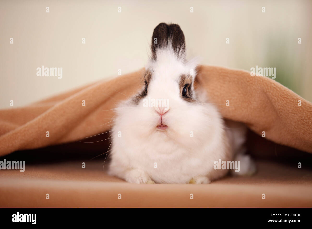 coniglio nano Foto Stock