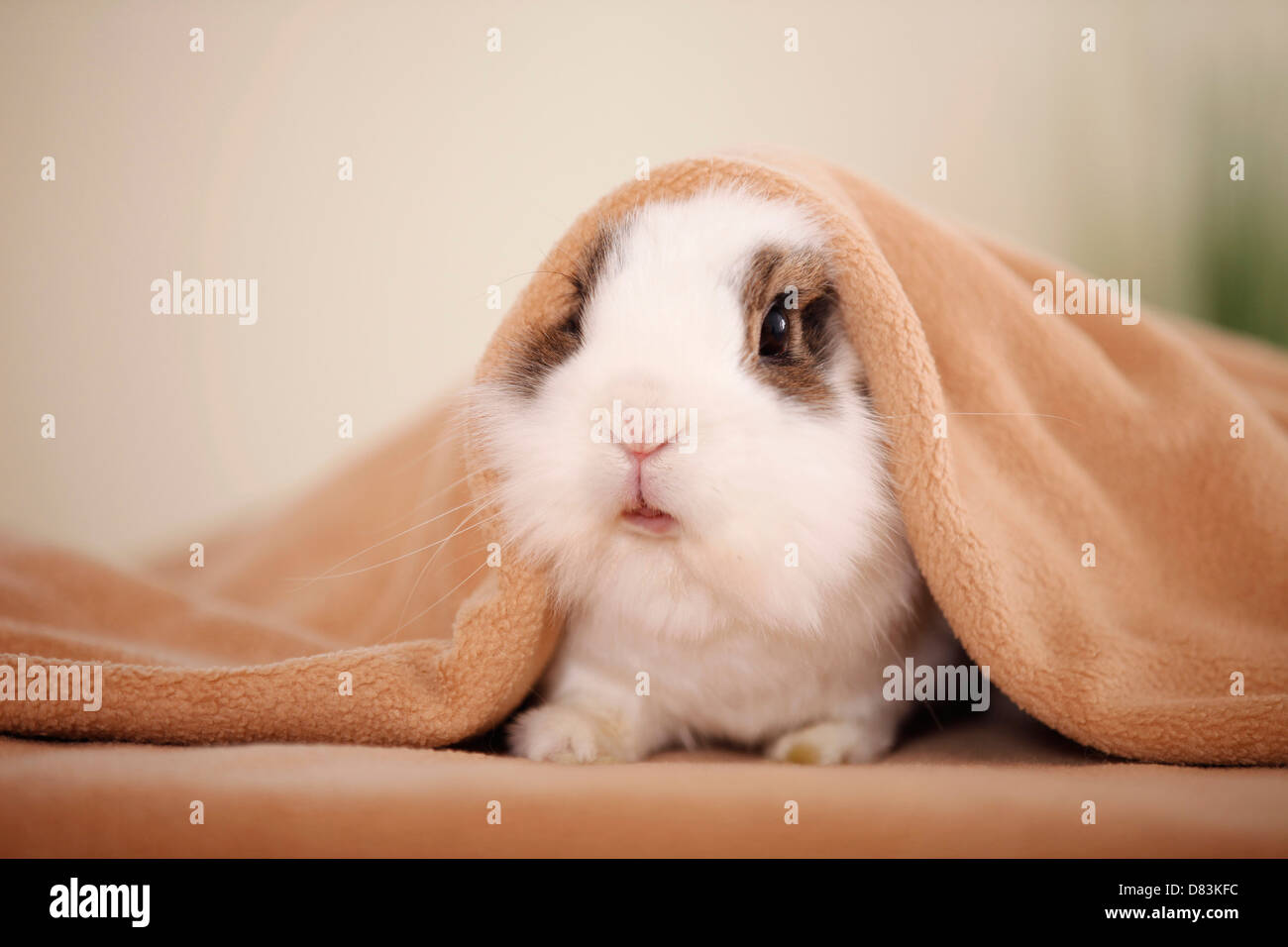 coniglio nano Foto Stock