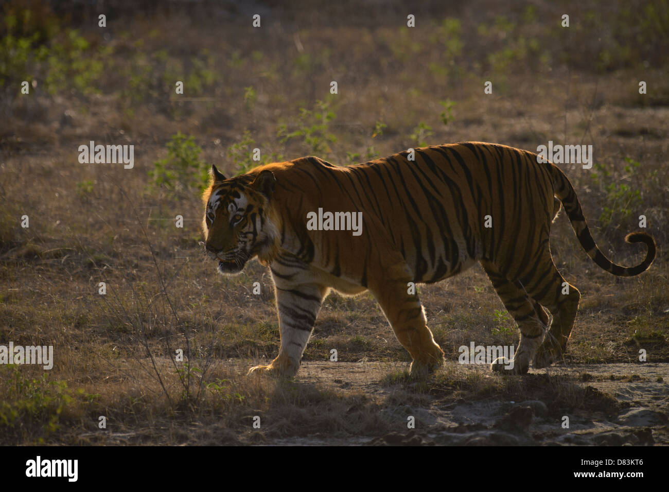 Maschio dominante tiger, Bamera, camminando sulla gola Ghodademon contro la luce su una mattina d'estate in Bandhavgarh, India Foto Stock