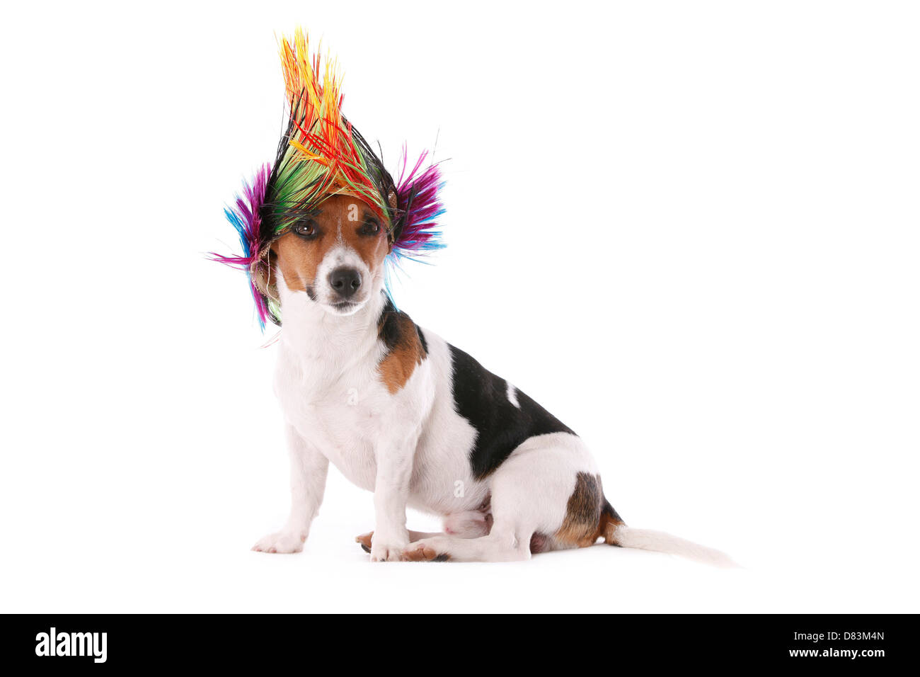 Udienza Jack Russell Terrier Foto Stock