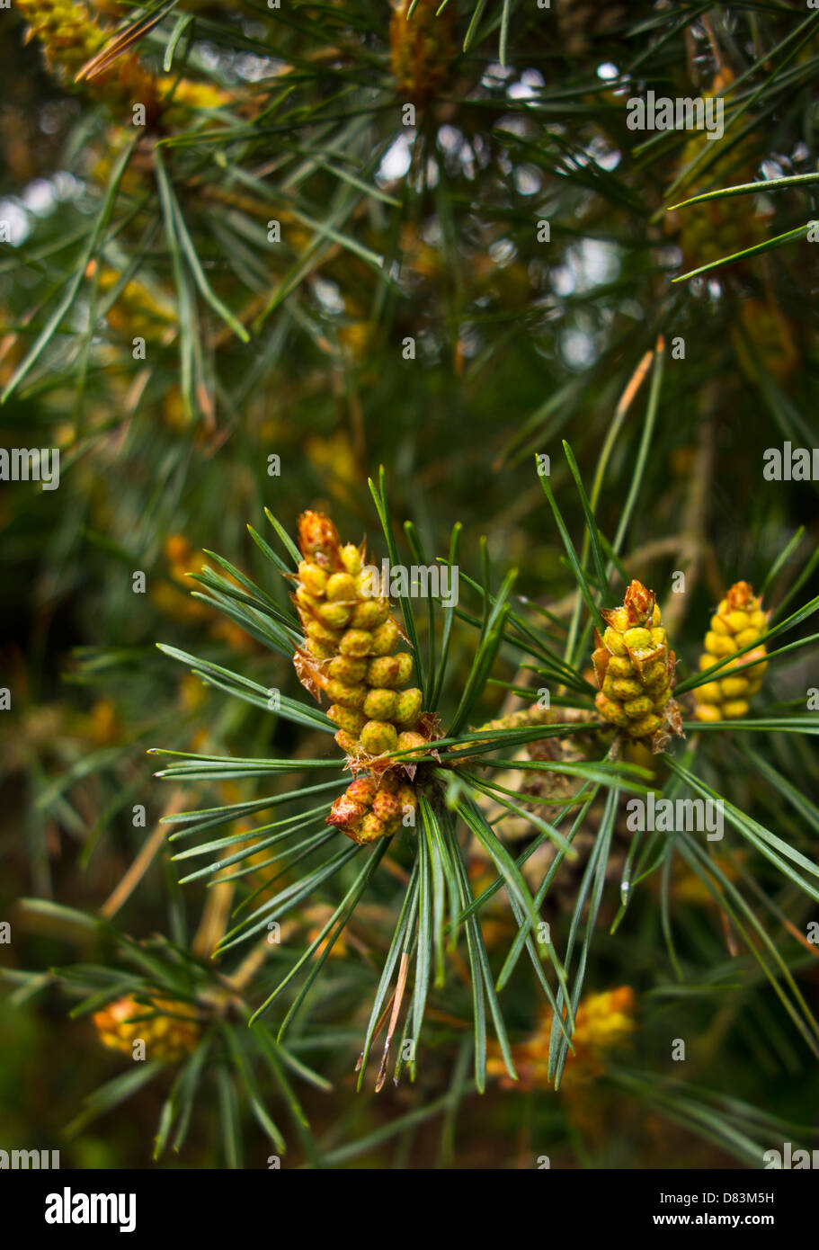 Pino silvestre Pinus sylvestris giovani coni di germinazione Foto Stock