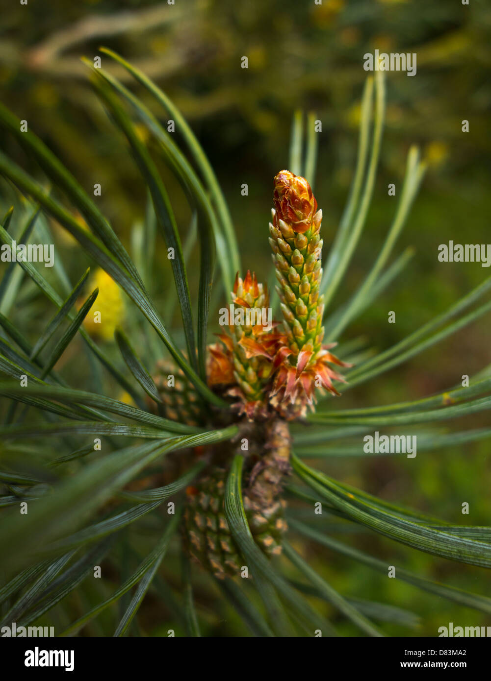 Pino silvestre Pinus sylvestris giovani coni di germinazione Foto Stock