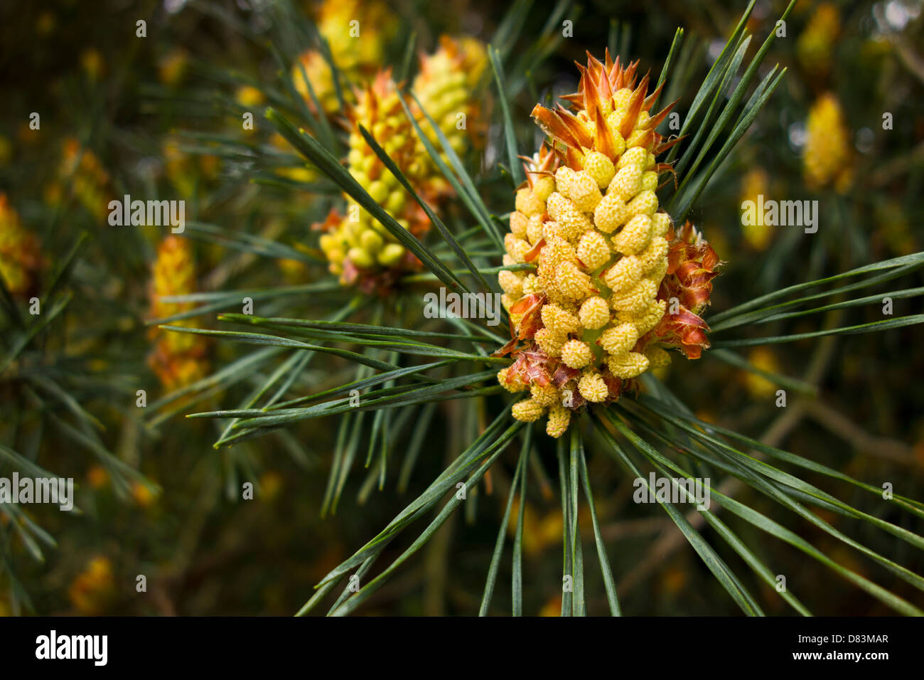 Pino silvestre Pinus sylvestris giovani coni di germinazione Foto Stock