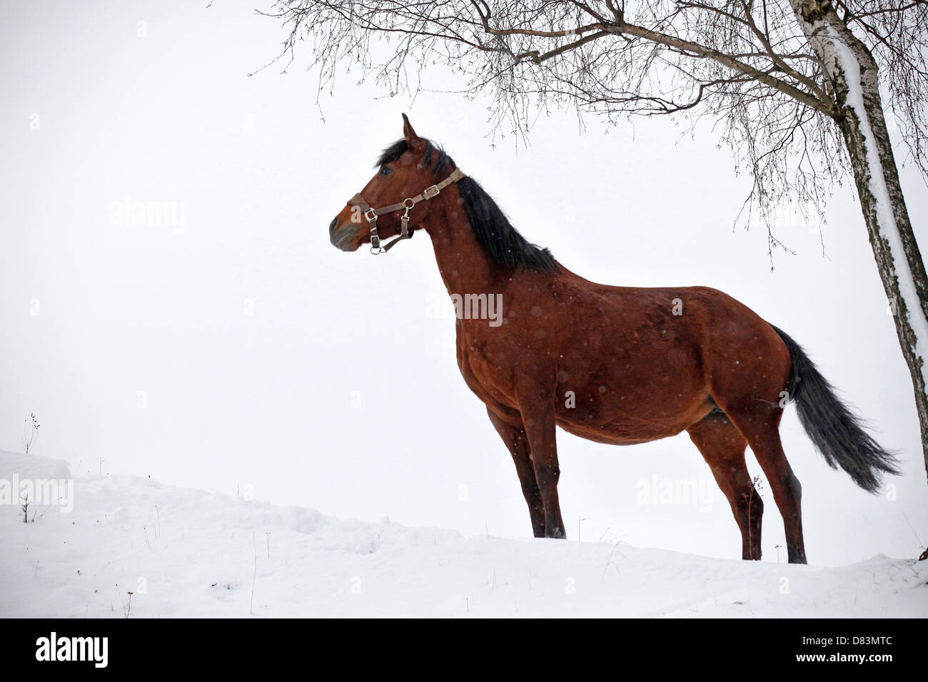 mare marrone Foto Stock