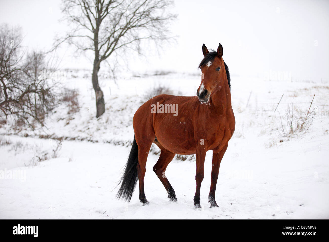 mare marrone Foto Stock