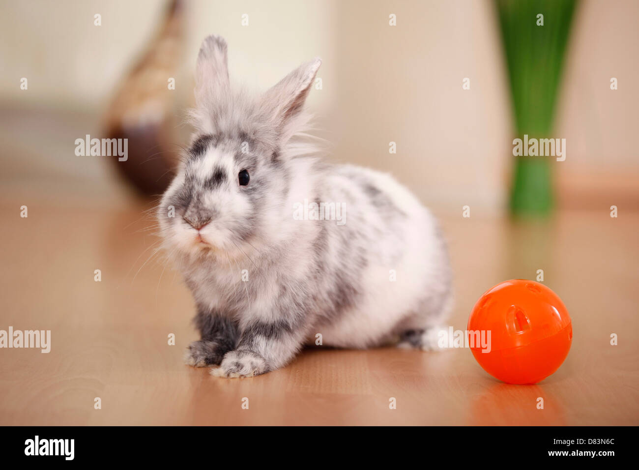 coniglio nano Foto Stock