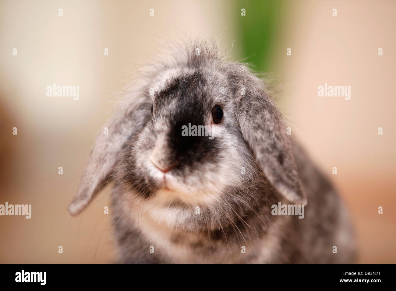 coniglio nano Foto Stock