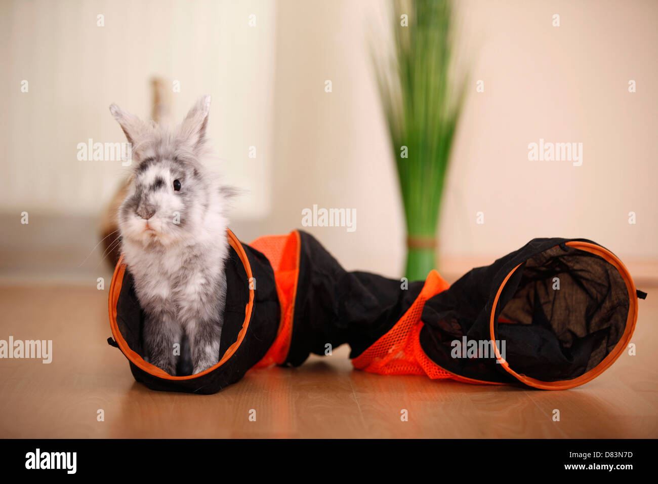 coniglio nano Foto Stock