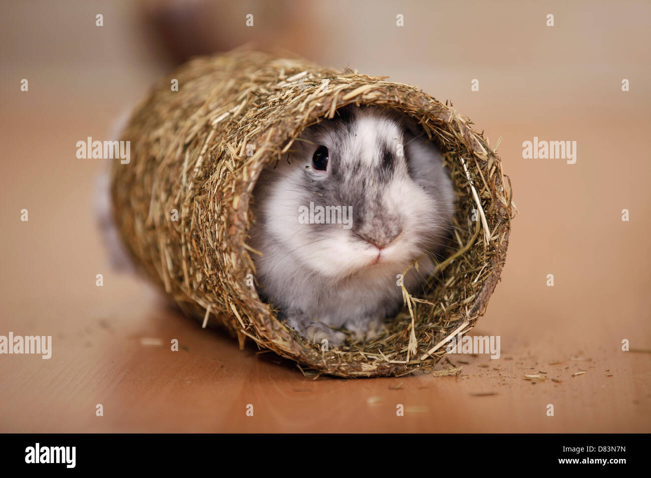 coniglio nano Foto Stock